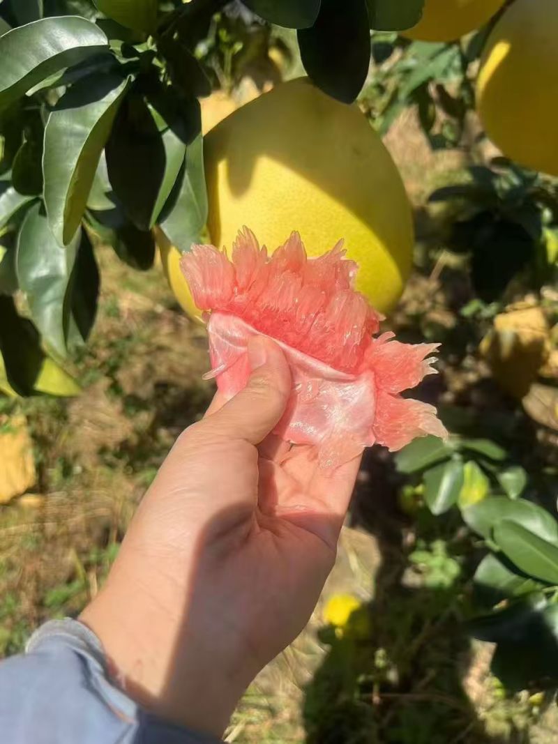 代售蜜柚