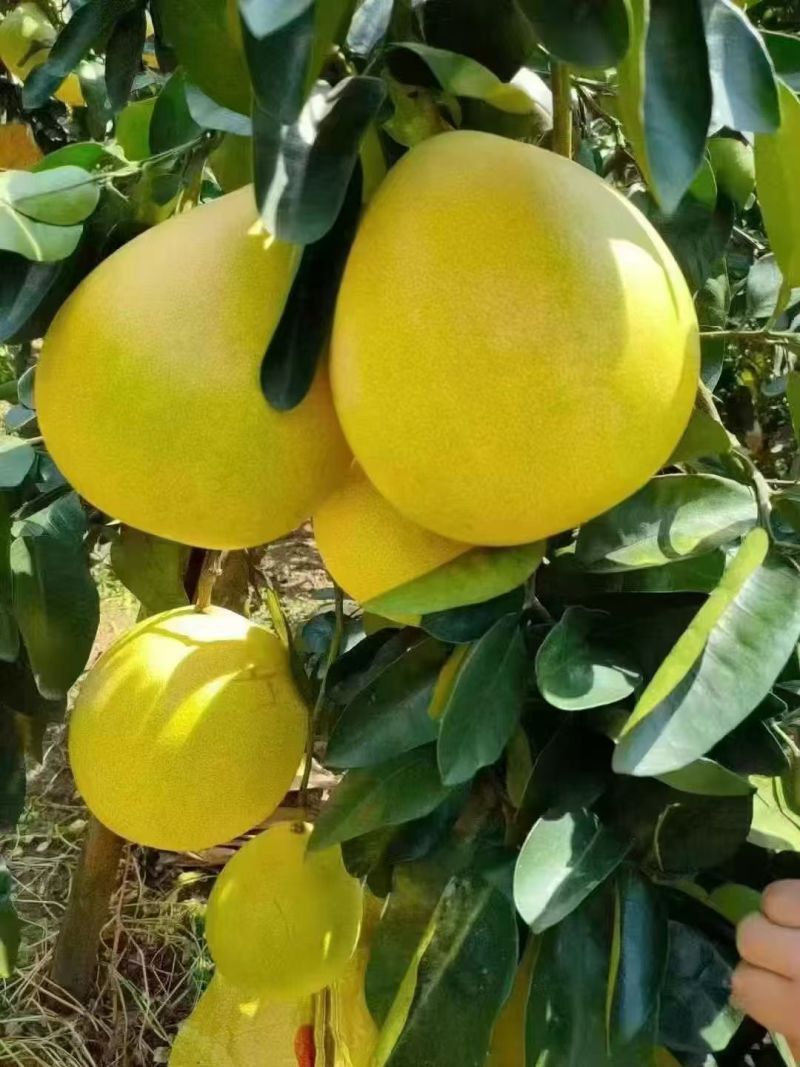 代售蜜柚