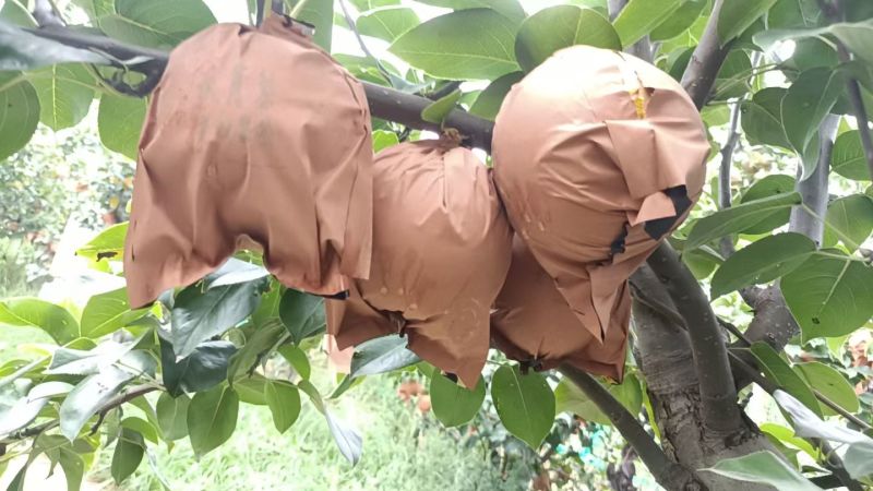 自家农场种植秋月梨，沙壤土，纸袋，自然熟