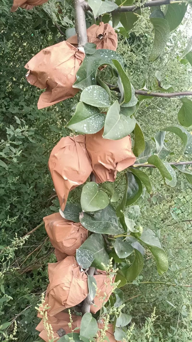 自家农场种植秋月梨，沙壤土，纸袋，自然熟