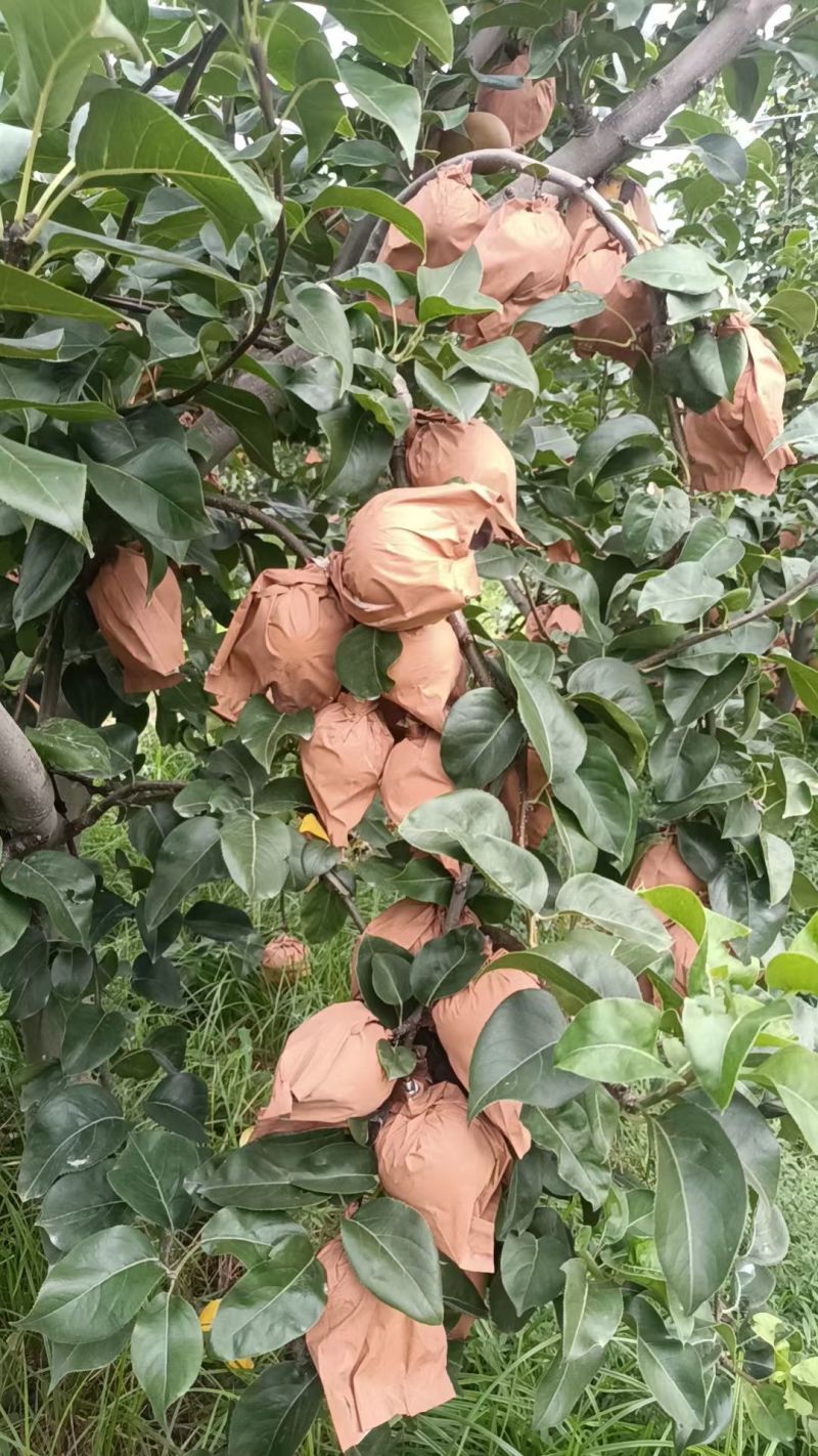 自家农场种植秋月梨，沙壤土，纸袋，自然熟