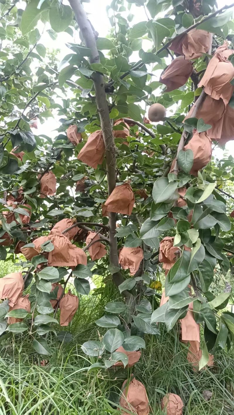 自家农场种植秋月梨，沙壤土，纸袋，自然熟