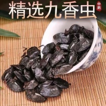 九香虫中药材批发零售正品保证货真价实昆虫类药材大全