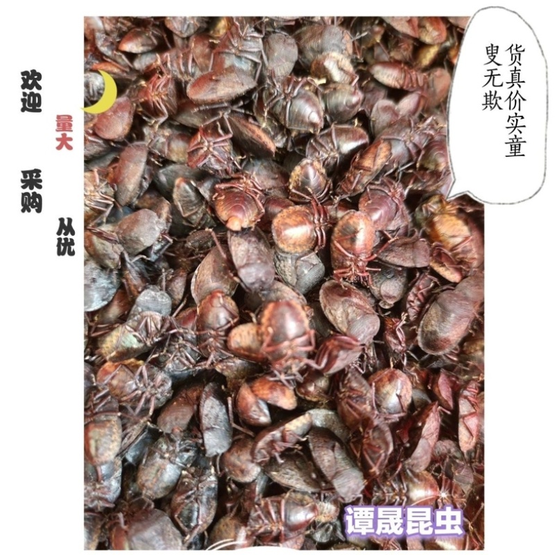 九香虫中药材批发零售正品保证货真价实昆虫类药材大全