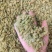 无核白葡萄干，量大质优价格优惠一手货源欢迎咨询采购