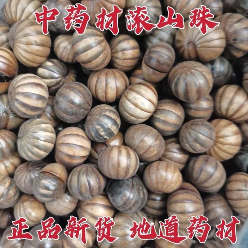 滚山珠中药材滚山虫批发零售货真价实昆虫类药材大全