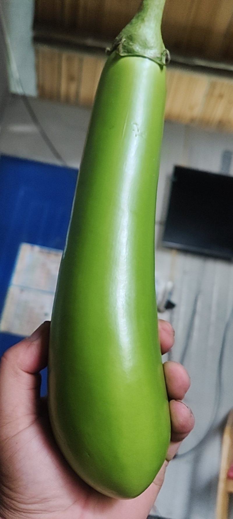 南通精品大棚青茄大量上市中大量有货价格便宜