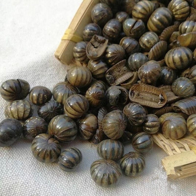 滚山珠中药材滚山虫批发零售货真价实昆虫类药材大全