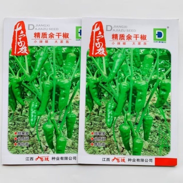 大家族精质余干椒种子皮薄味辣辣椒种子坐果率高采收期长辣椒