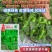 大家族精质余干椒种子皮薄味辣辣椒种子坐果率高采收期长辣椒