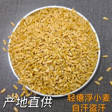 浮小麦中药材新货无硫批发零售货真价实一手货源