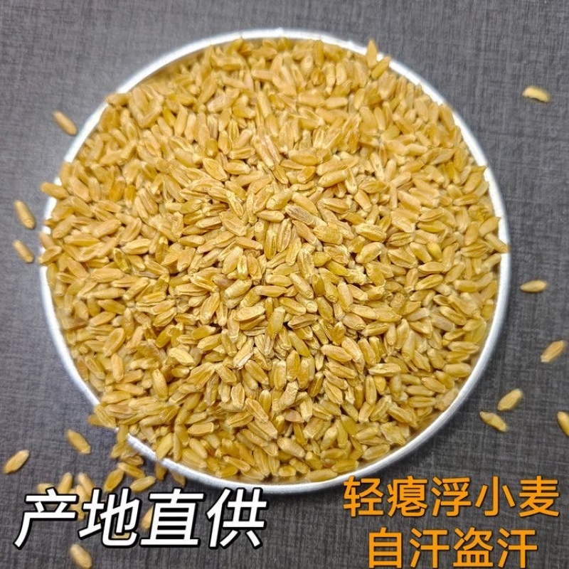 浮小麦中药材新货无硫批发零售货真价实一手货源