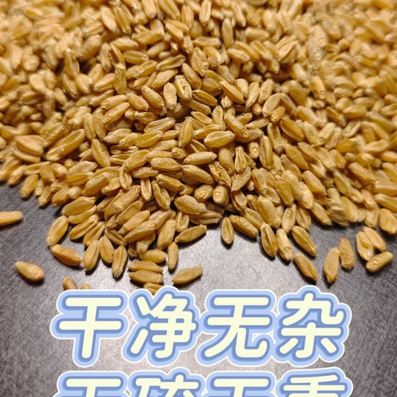浮小麦中药材新货无硫批发零售货真价实一手货源