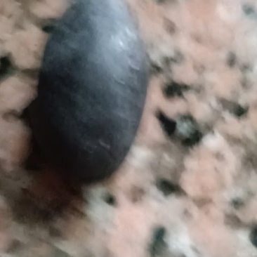 乌榄