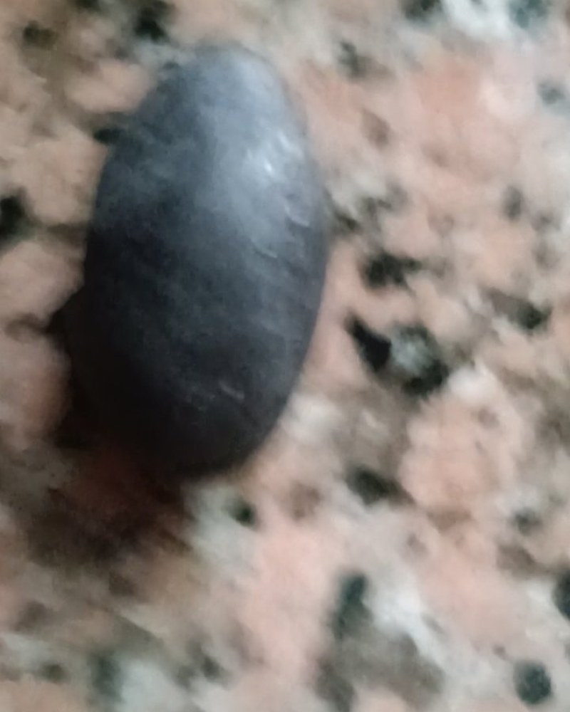 乌榄