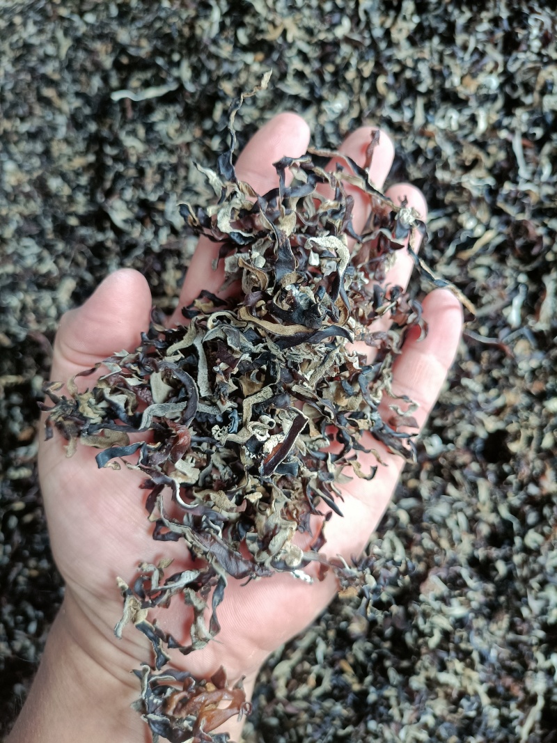 木耳丝电商足干好货精选木耳丝剪根木耳丝加工厂整车代发木耳