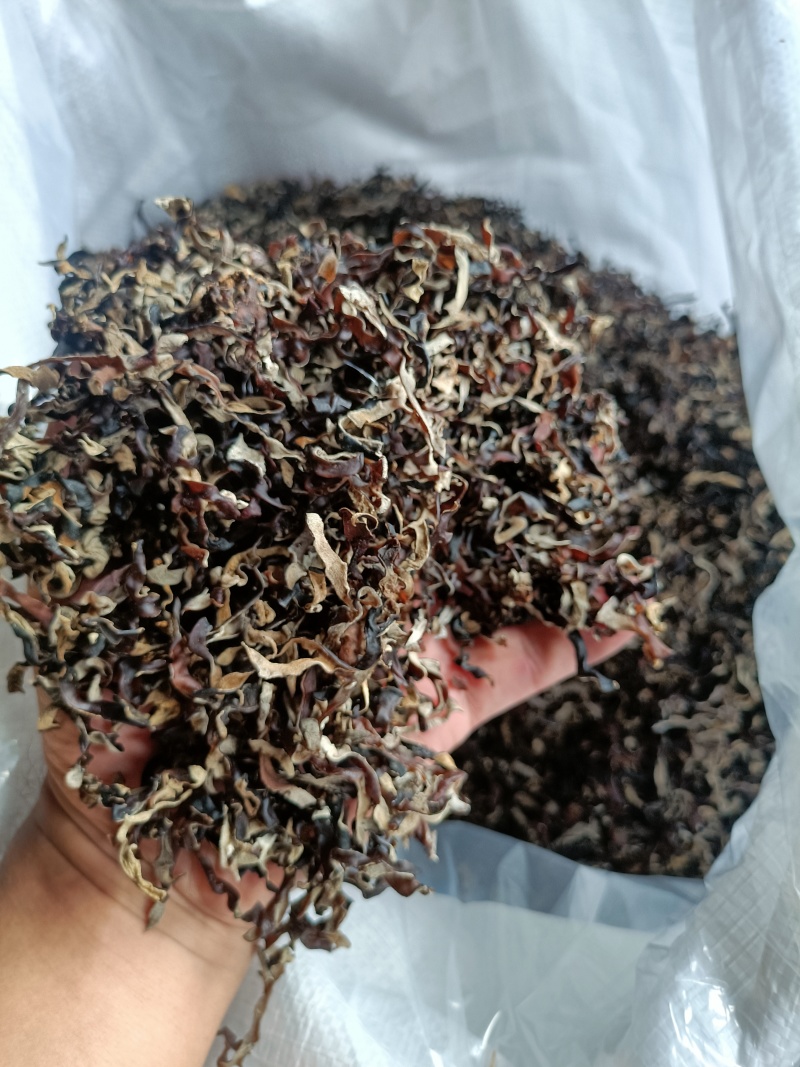 木耳丝电商足干好货精选木耳丝剪根木耳丝加工厂整车代发木耳