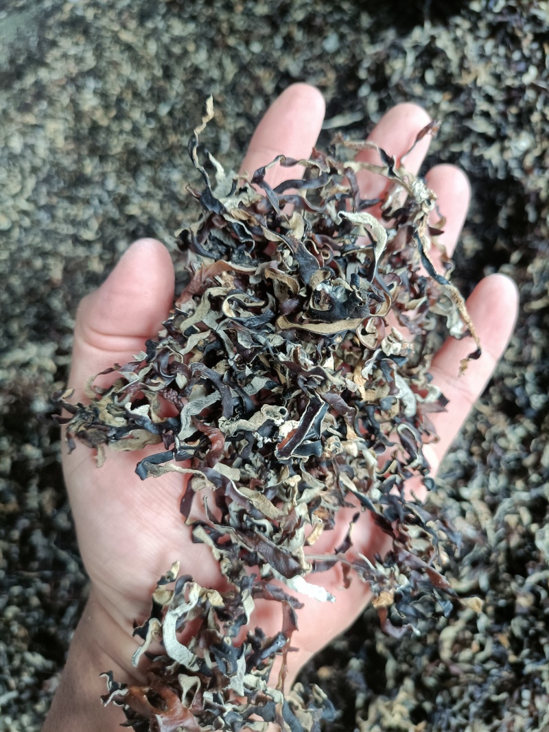 木耳丝电商足干好货精选木耳丝剪根木耳丝加工厂整车代发木耳