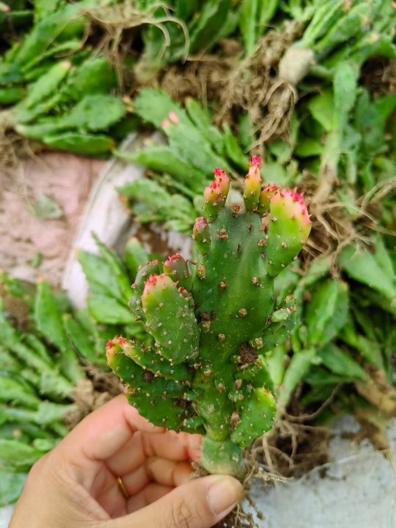 山东精品仙人掌量大好养品种好喜欢联系