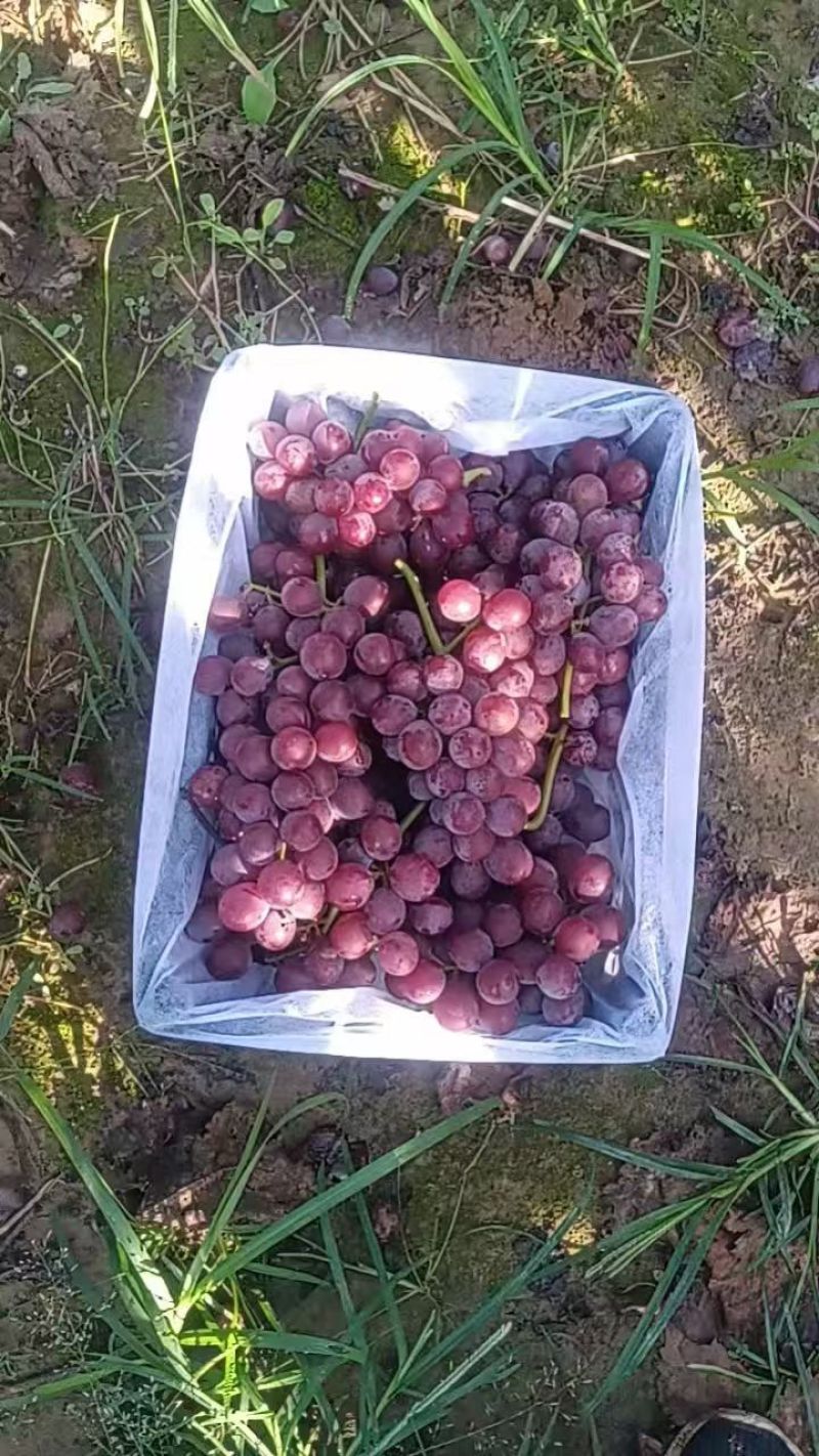 巨峰葡萄精品果