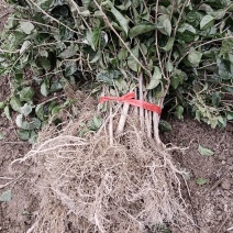 对鄂水杨桃苗/水杨桃苗广元苍溪种植基地直供欢迎电话洽谈