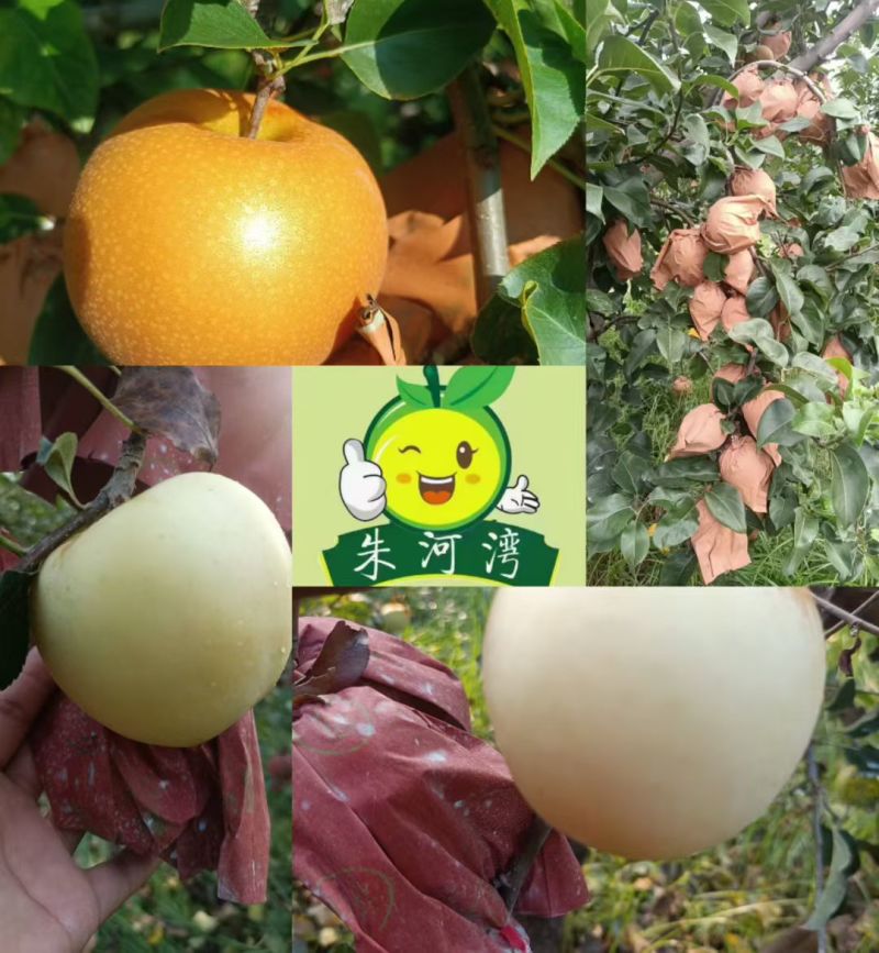 自家农场种植秋月梨，沙壤土，纸袋，自然熟