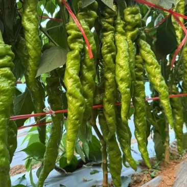 螺丝椒苗，辣脆螺丝椒苗，全螺螺丝椒苗，山东寿光优质种苗
