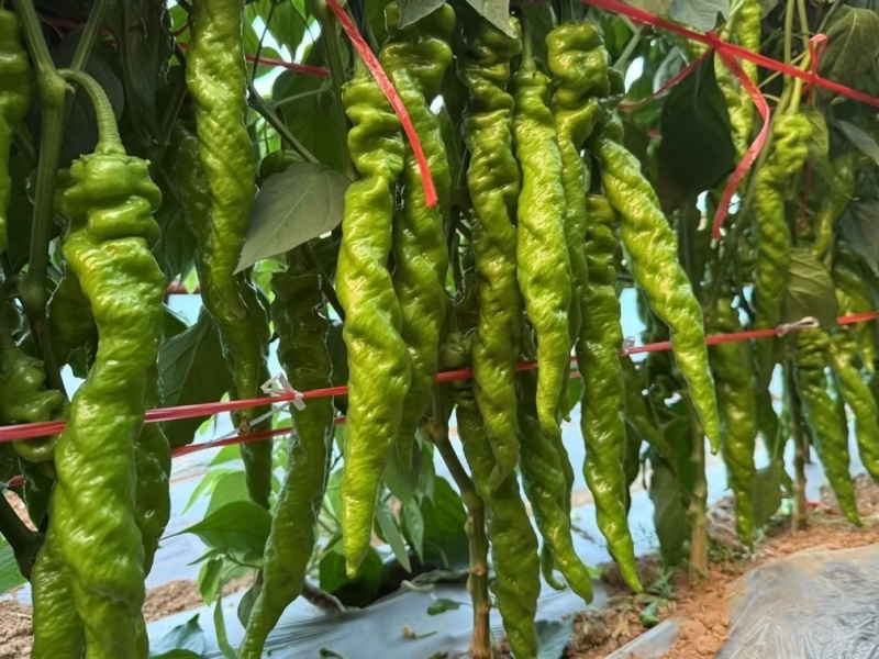 螺丝椒苗，辣脆螺丝椒苗，全螺螺丝椒苗，山东寿光优质种苗