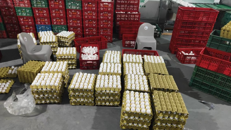 白蛋厂家直发品质保证量大价优全国发货支持线上下单