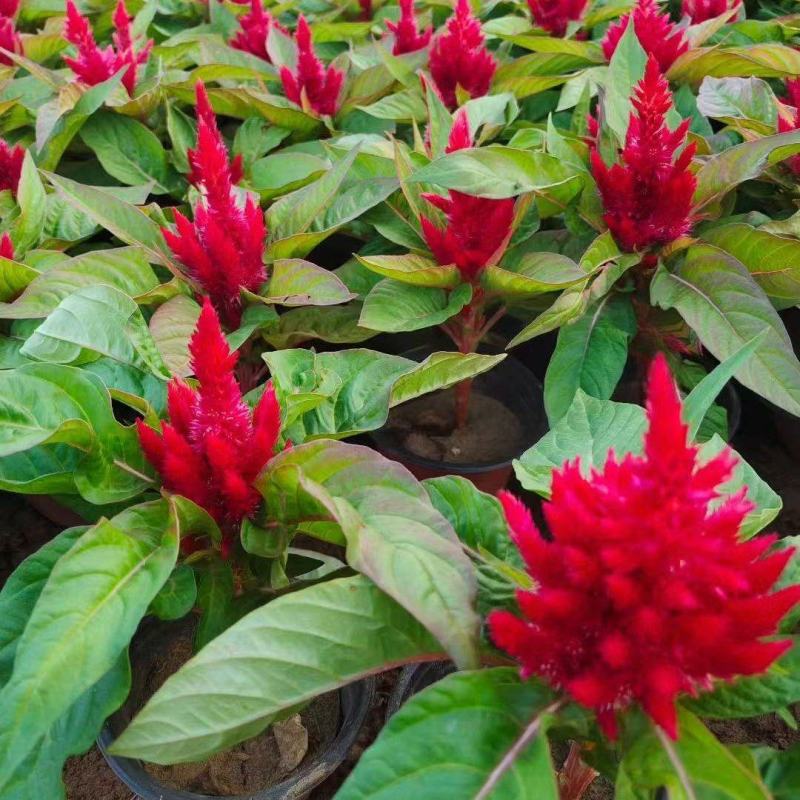 草花基地低价出售鸡冠花，一支笔，货源充足