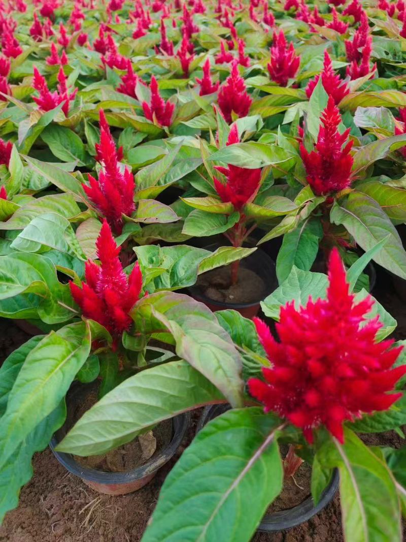 草花基地低价出售鸡冠花，一支笔，货源充足