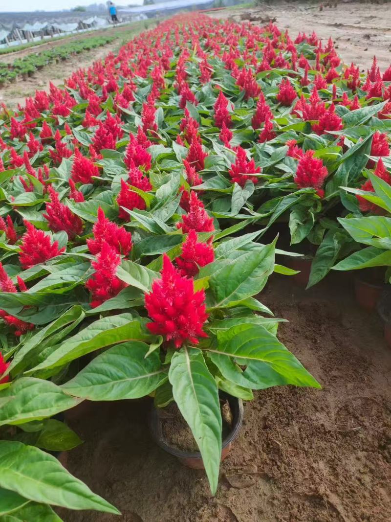 草花基地低价出售鸡冠花，一支笔，货源充足