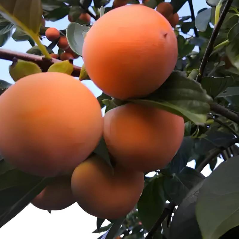陕西火葫芦柿子火晶柿子大量上市产地直销欢迎来电咨询订购