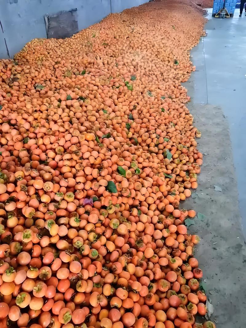 陕西火葫芦柿子火晶柿子大量上市产地直销欢迎来电咨询订购