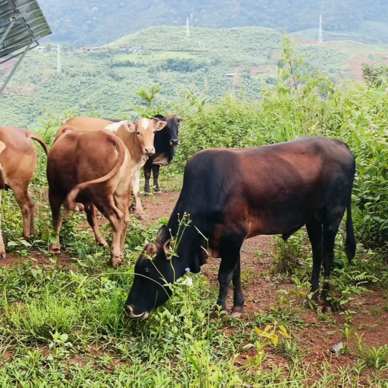 云南小黄牛，新鲜现宰，全国当日达