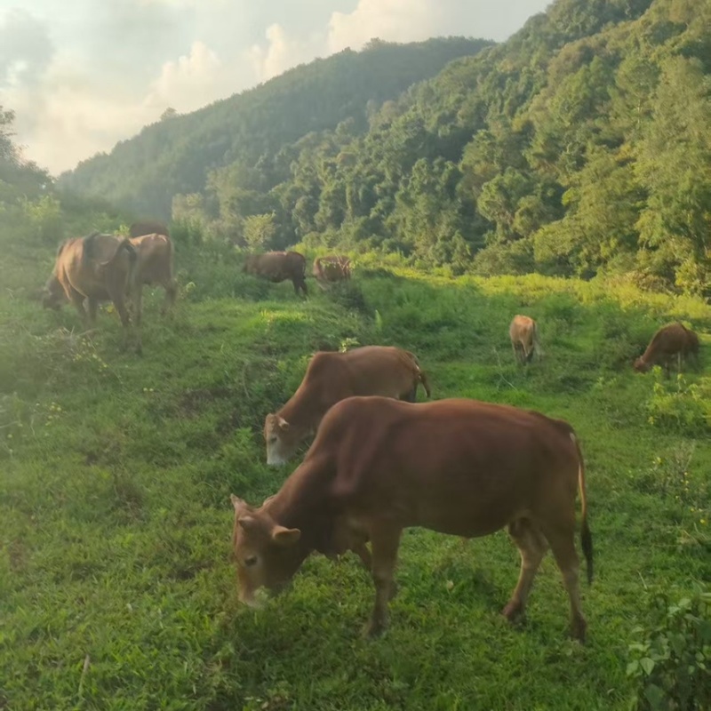 云南小黄牛，新鲜现宰，全国当日达