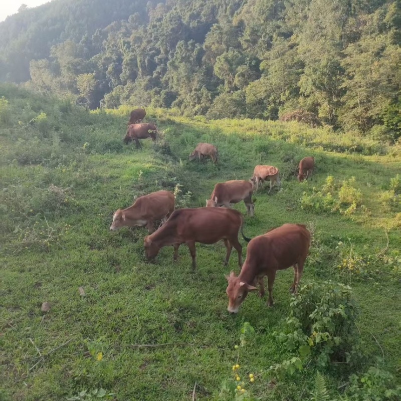 云南小黄牛，新鲜现宰，全国当日达