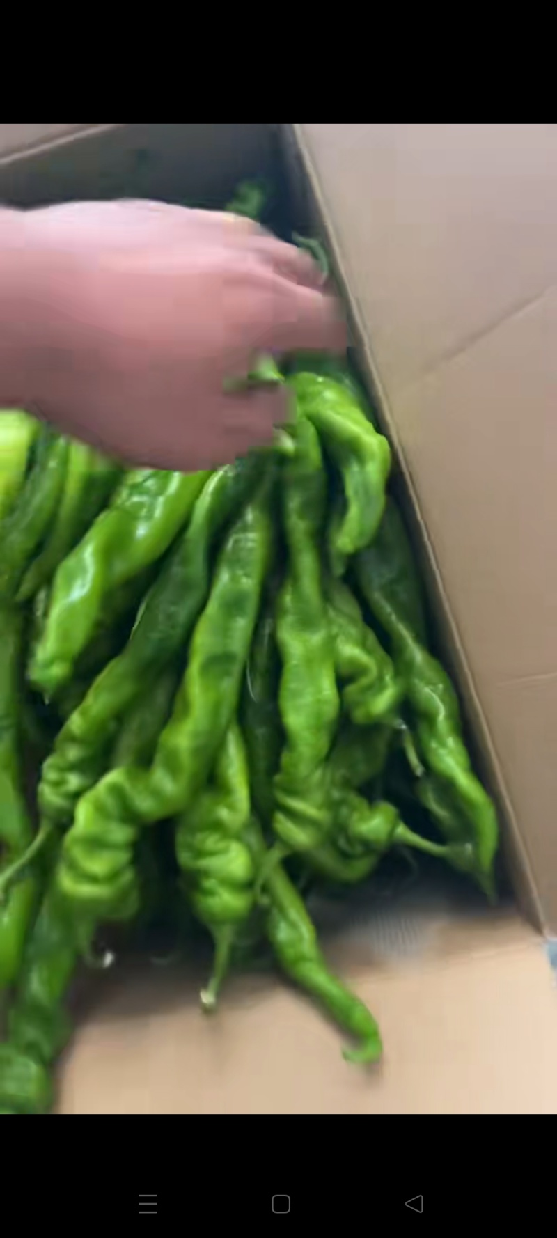 辣椒