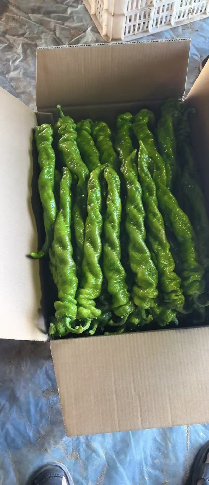 辣椒产地直发量大从优价格可谈