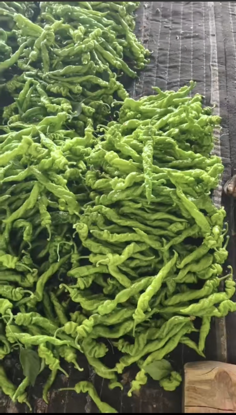 辣椒产地直发量大从优价格可谈