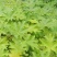 大通草，苗