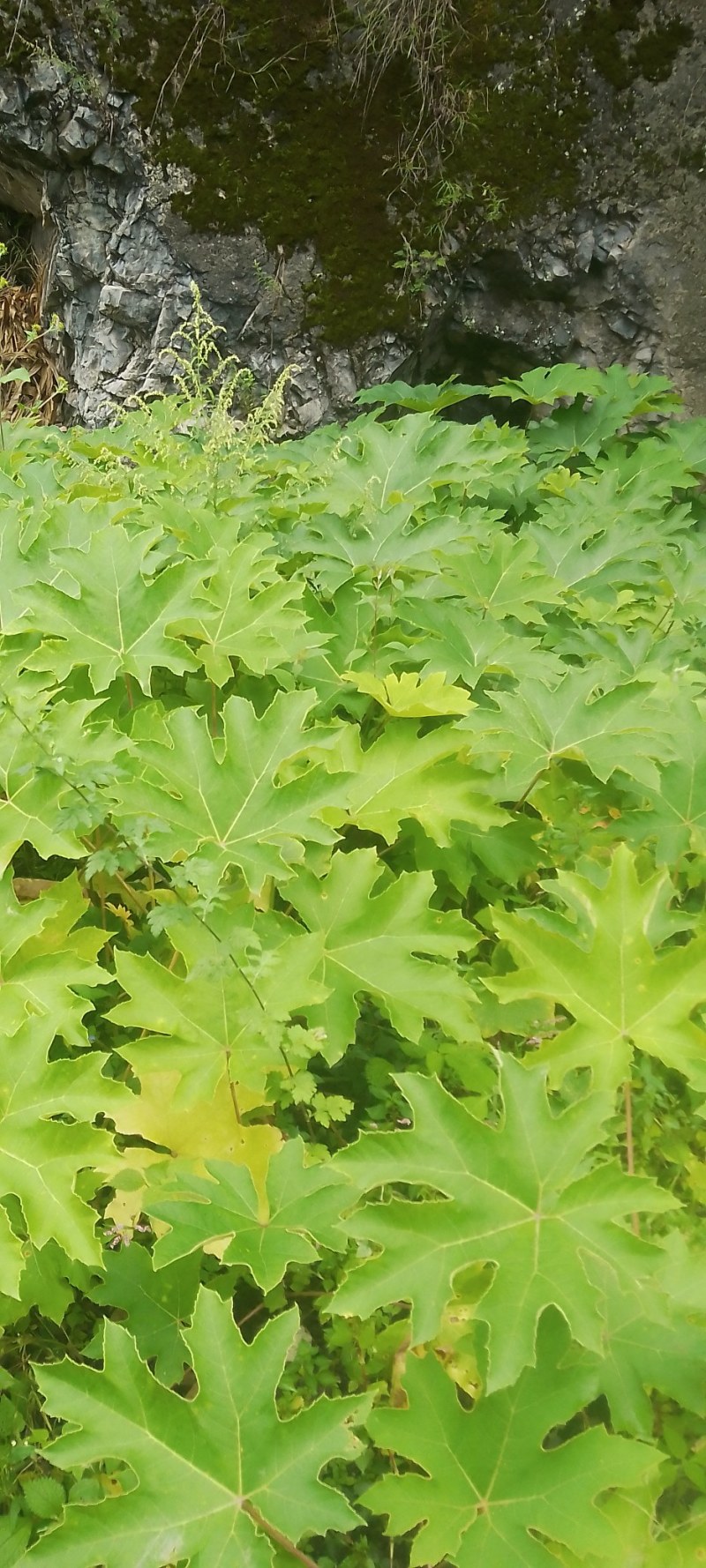 大通草，苗