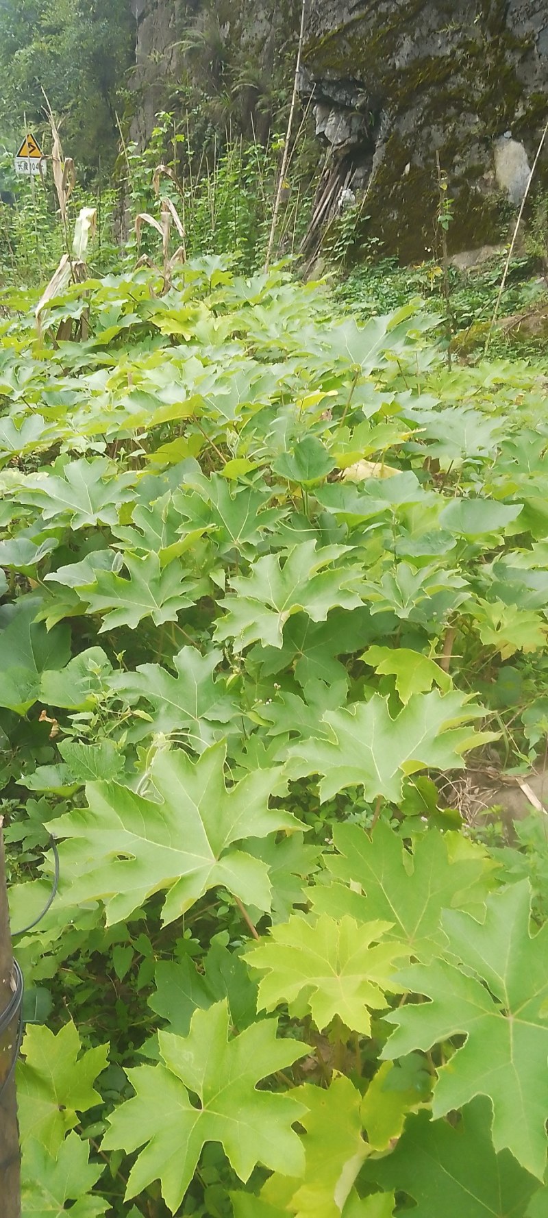 大通草，苗