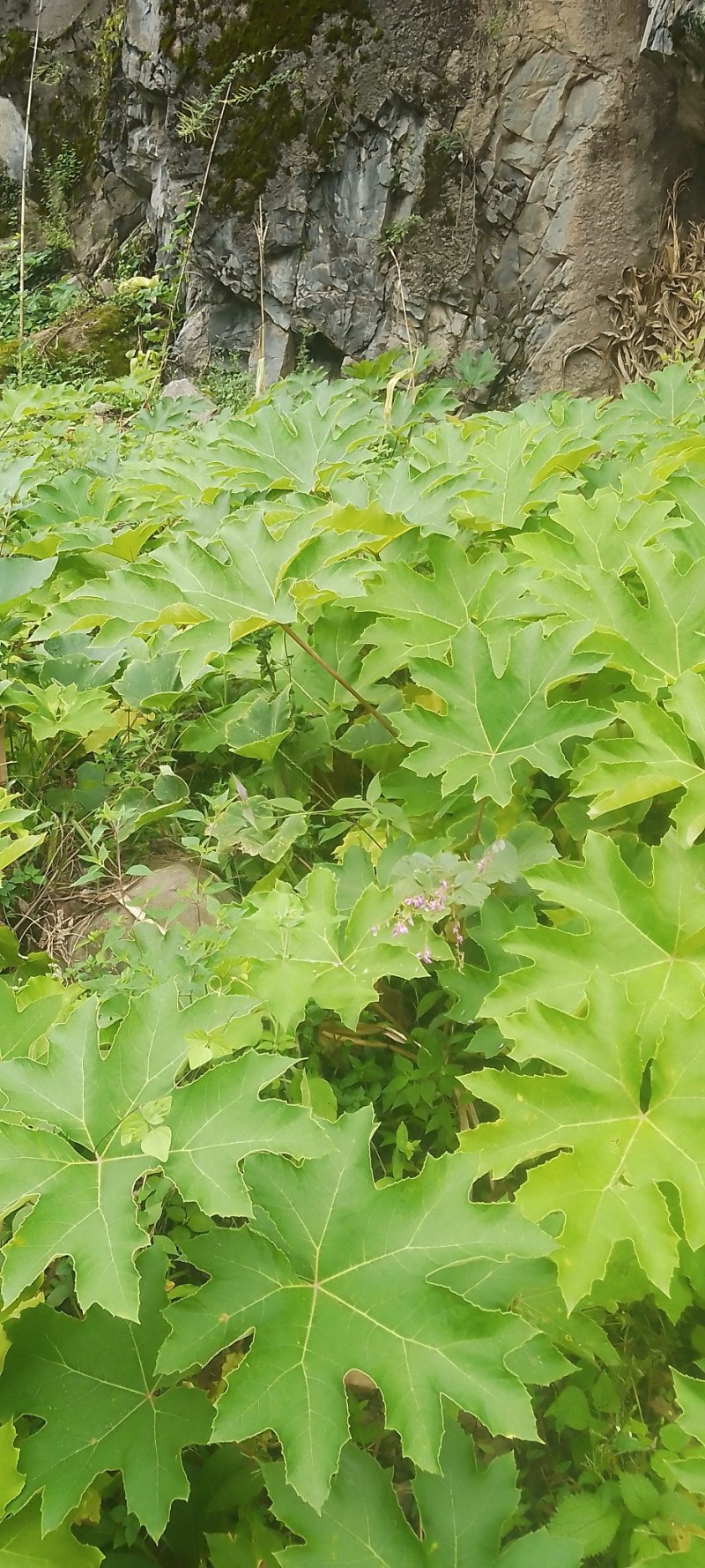 大通草，苗
