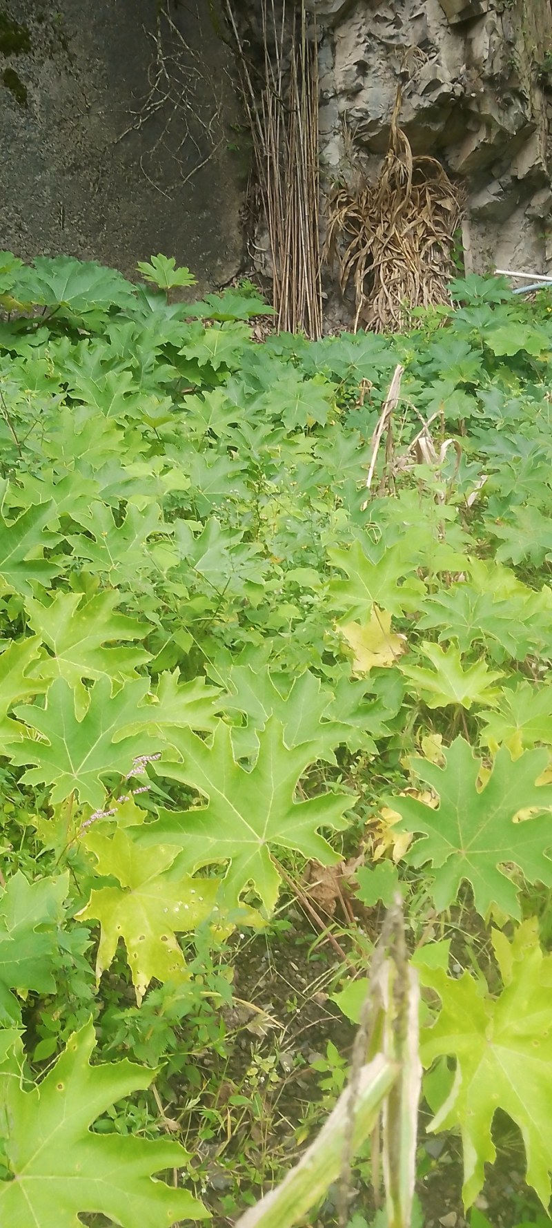 大通草，苗