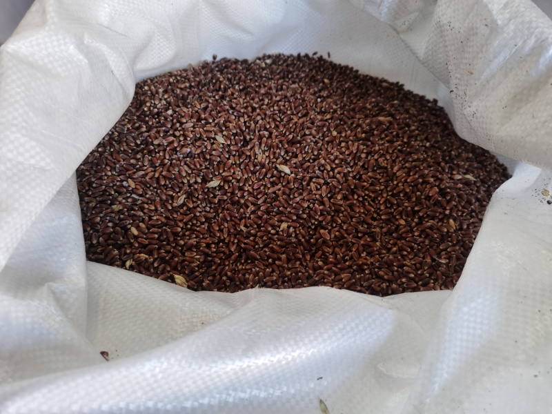 黑小麦，品质保证，价格优惠，实力商家，产地直发