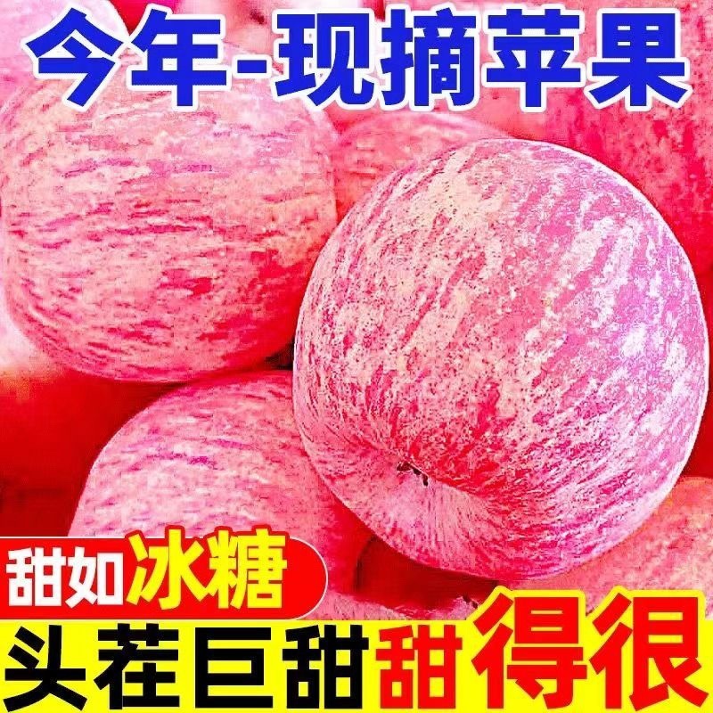 山东红富士苹果