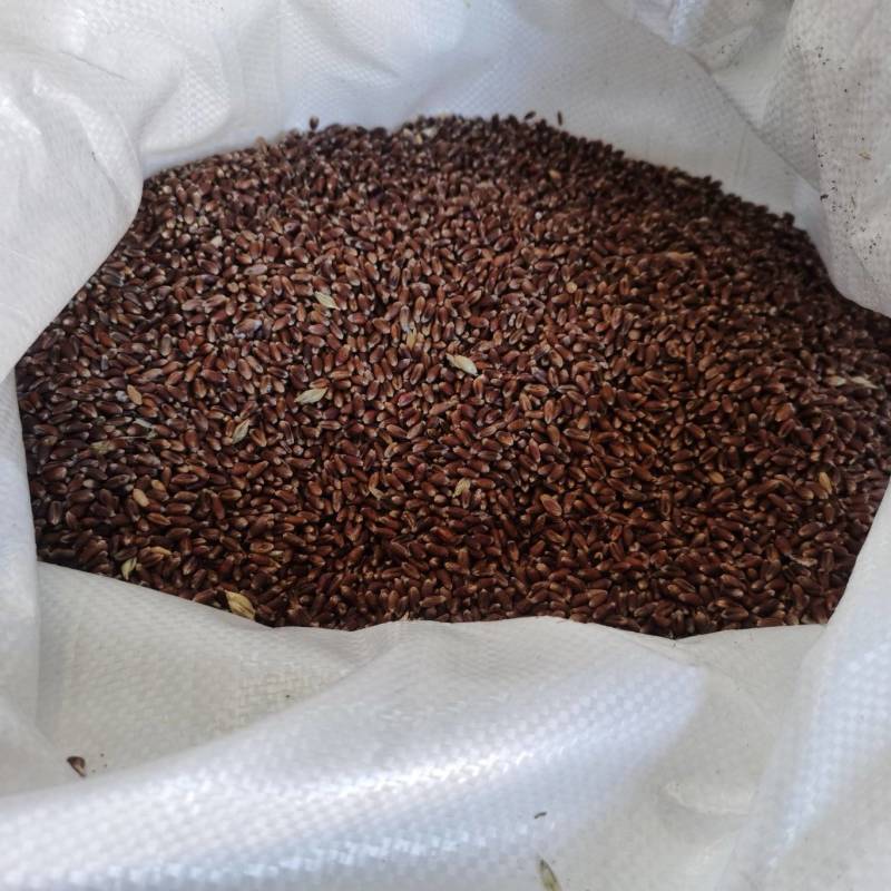 黑小麦，品质保证，价格优惠，实力商家，产地直发