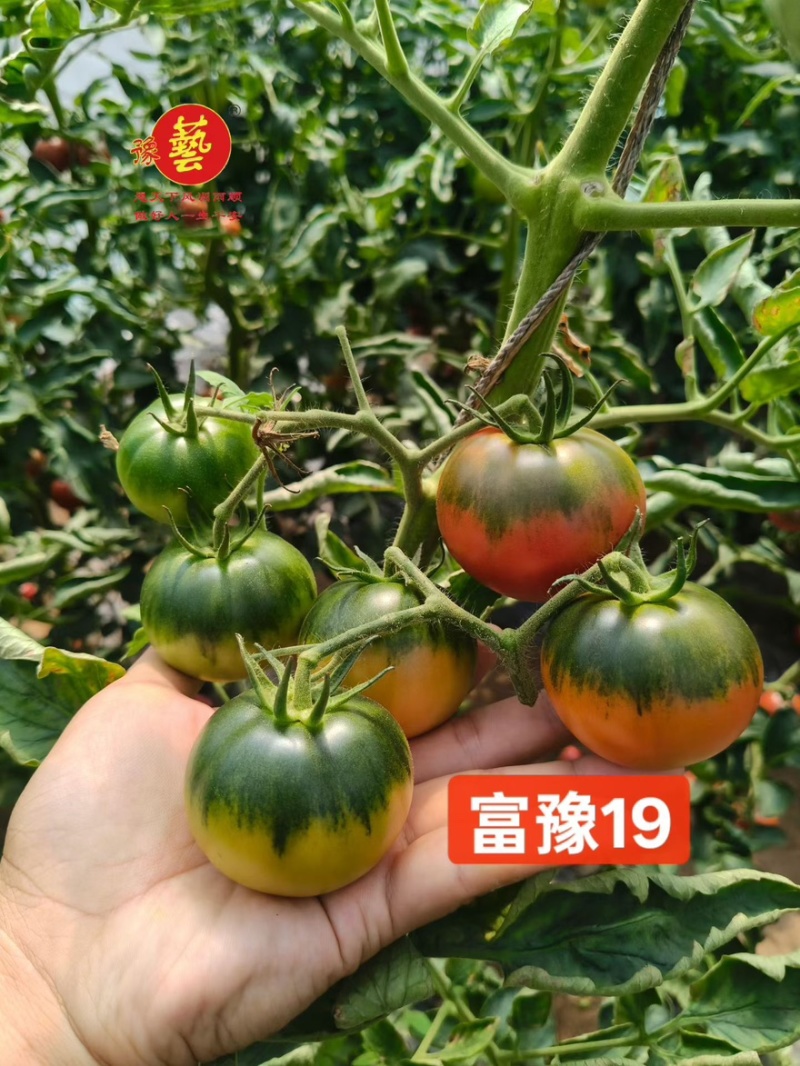 草莓番茄小果大果口感番茄苗抗病高产绿肩铁皮柿子西红柿苗