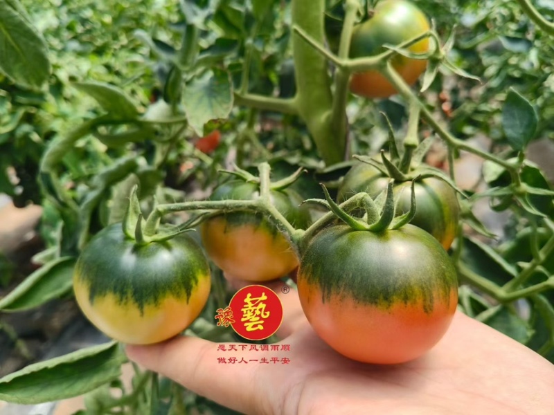 草莓番茄小果大果口感番茄苗抗病高产绿肩铁皮柿子西红柿苗